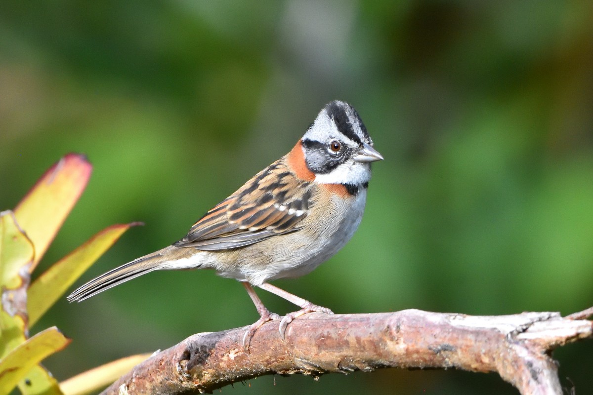 Morgenammer - ML645232131