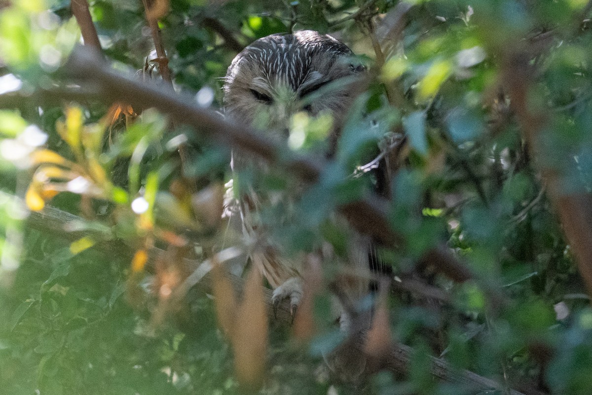 Sägekauz - ML645232133