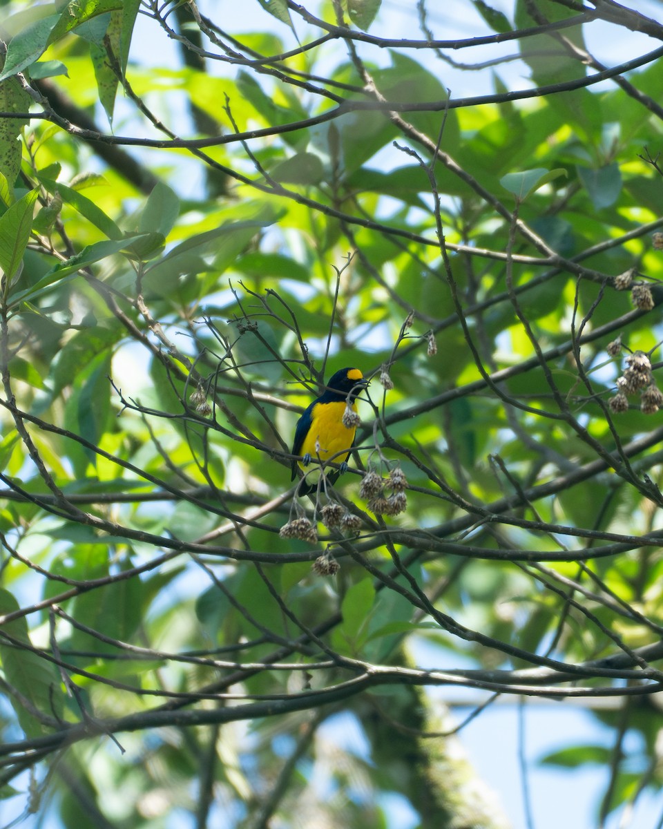 White-vented Euphonia - ML645232140