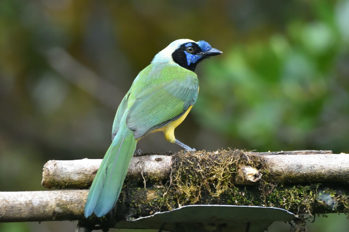 Green Jay - ML645232141
