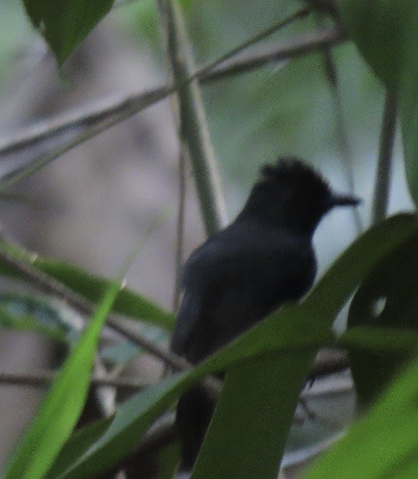 Plumbeous Antbird - ML645232142