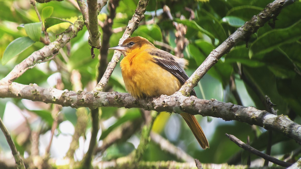 ボルチモアムクドリモドキ - ML645232151