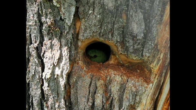 Austral Parakeet - ML645232152