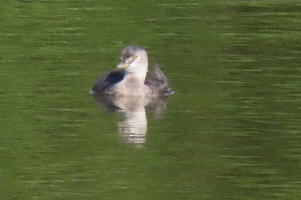 Amerika Küçük Batağanı - ML645232157