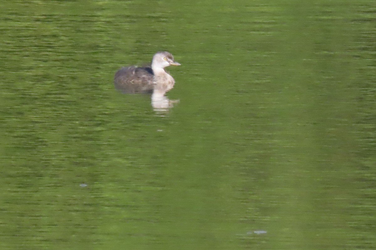 Amerika Küçük Batağanı - ML645232158