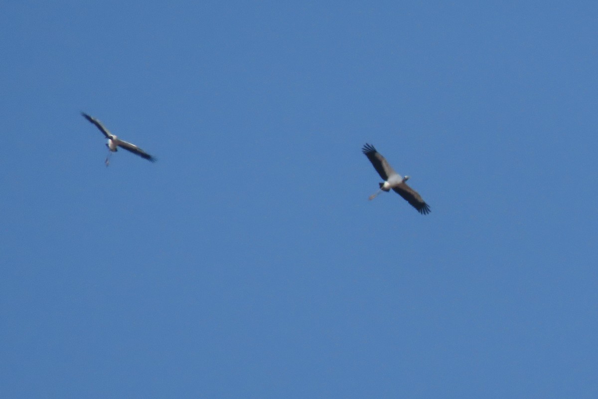 Wood Stork - ML645232163