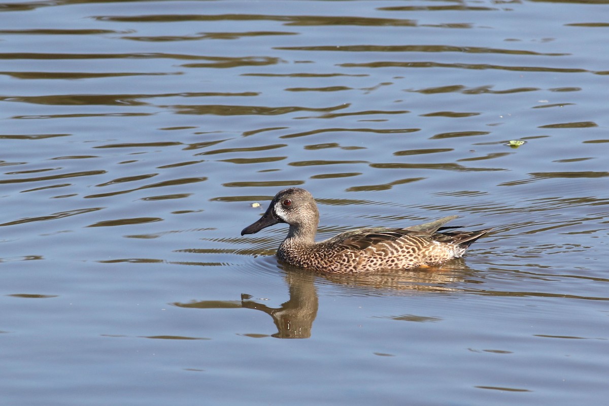 čírka modrokřídlá - ML645232164