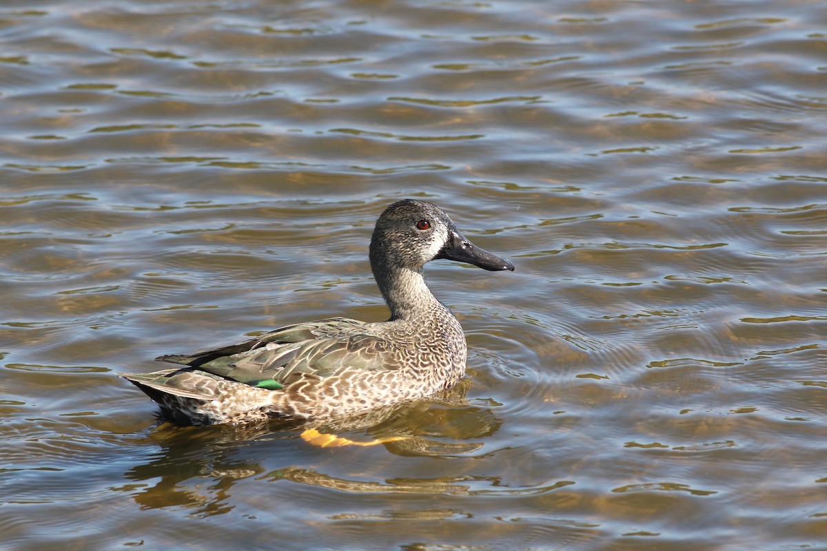 čírka modrokřídlá - ML645232165