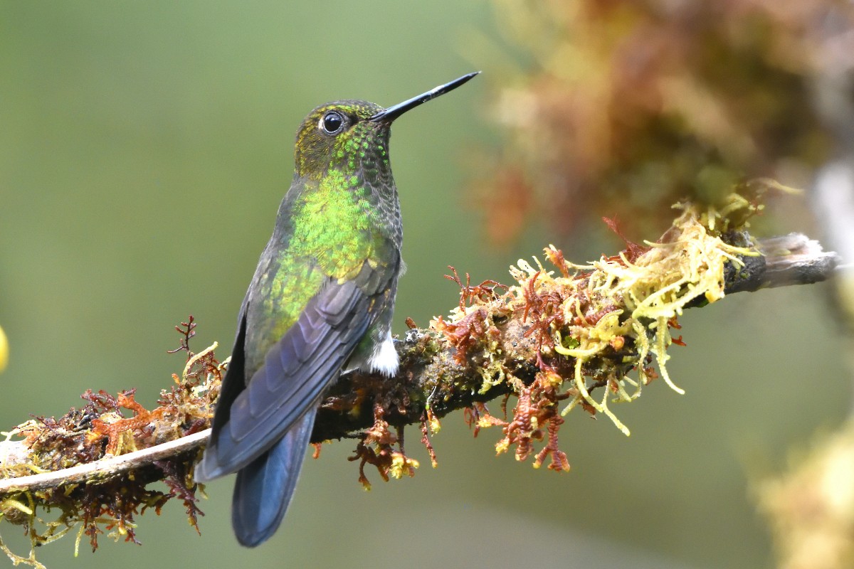 Greenish Puffleg - ML645232168