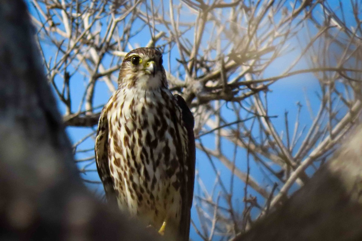 Merlin - ML645232177