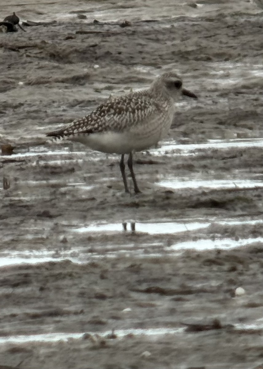 ダイゼン - ML645232180