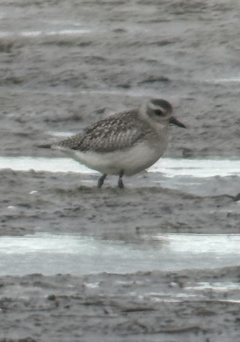 ダイゼン - ML645232181