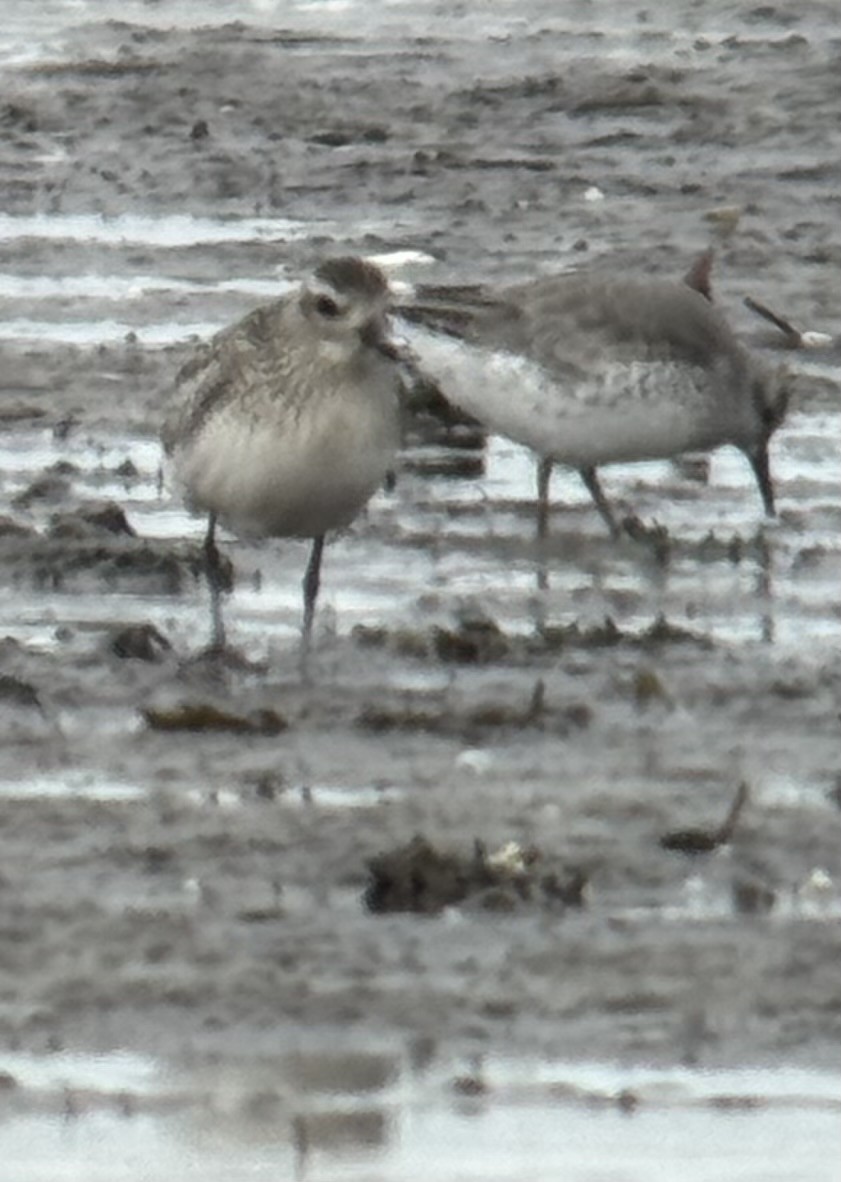 ダイゼン - ML645232182