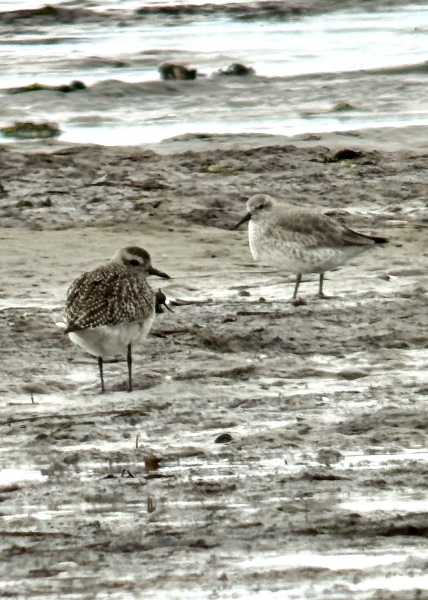 ダイゼン - ML645232183