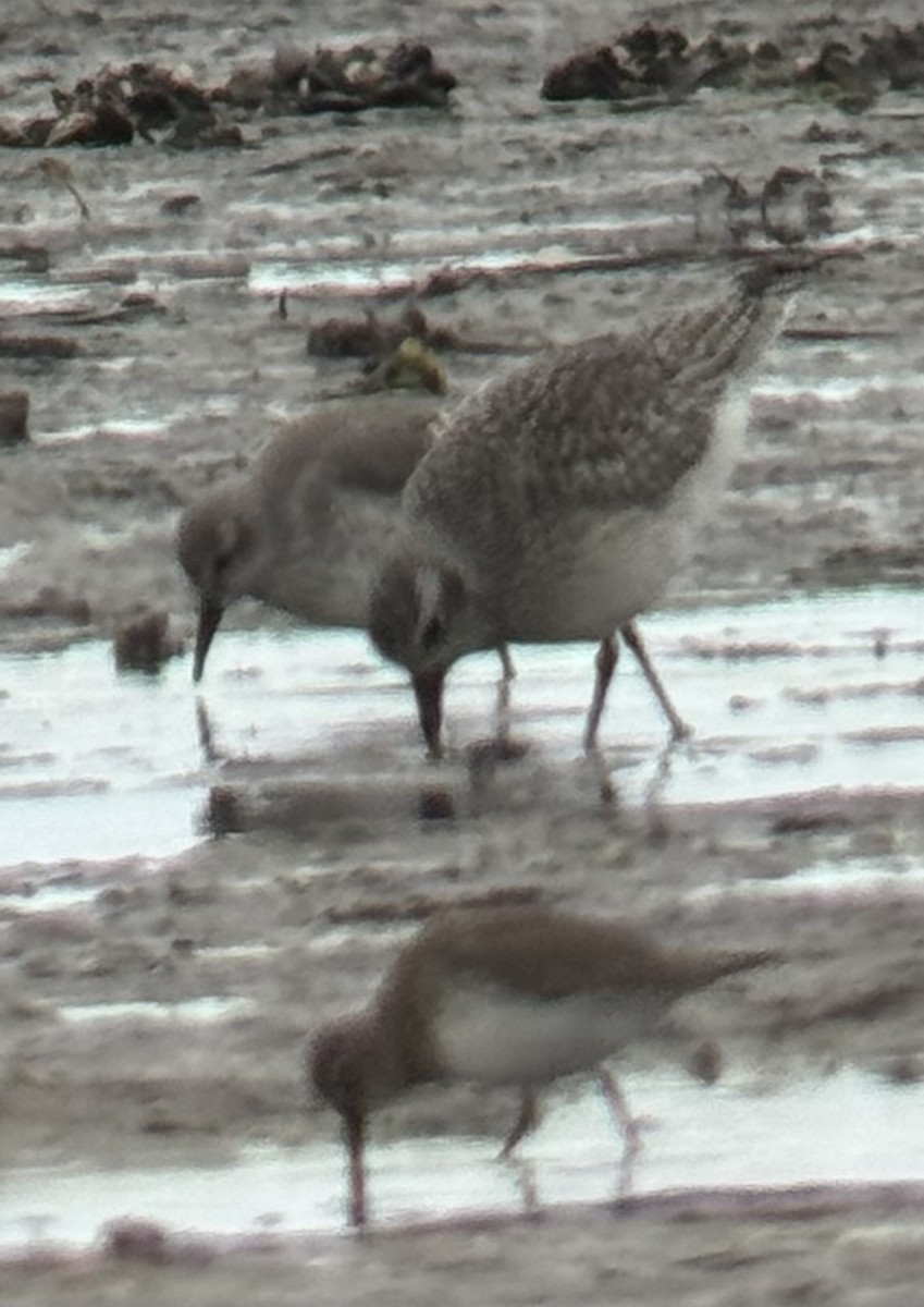 ダイゼン - ML645232184