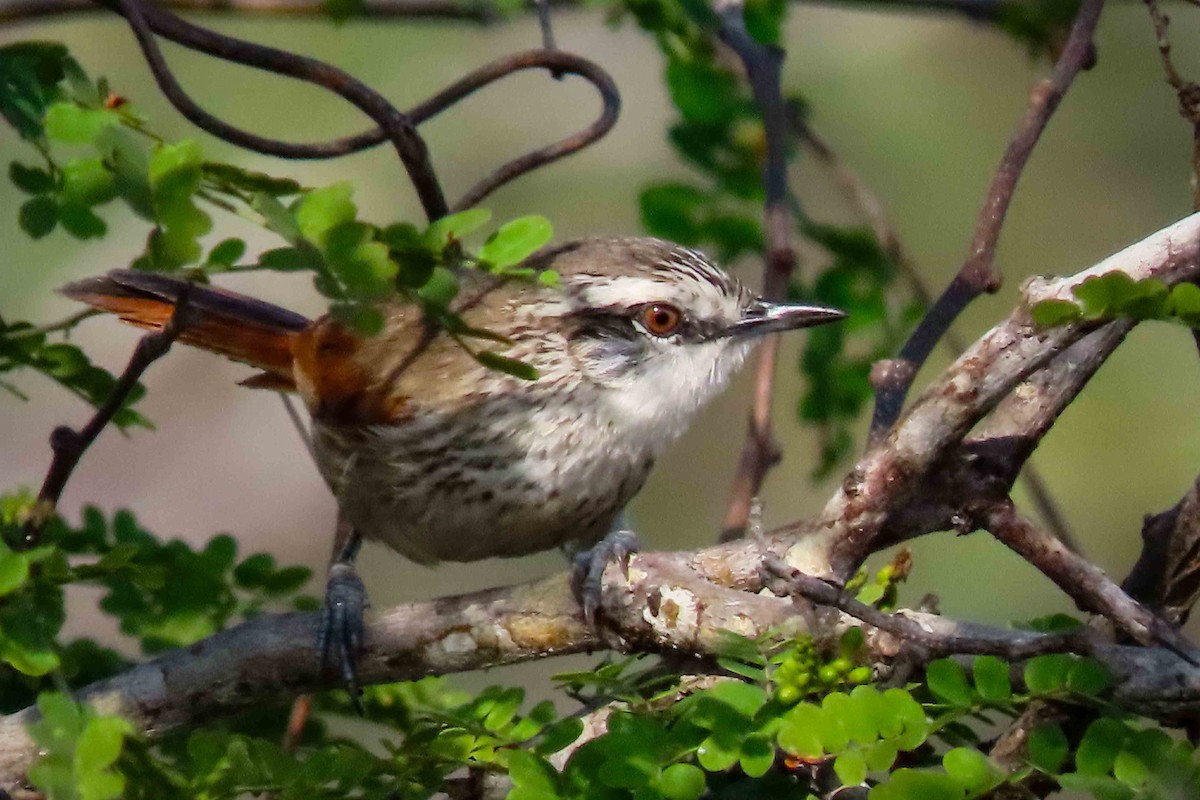 Necklaced Spinetail - ML645232185