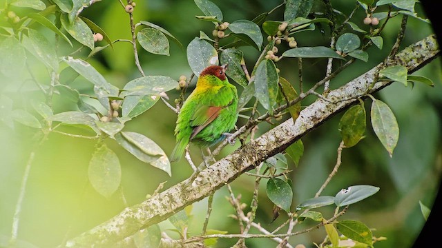 Rufous-winged Tanager - ML645232193