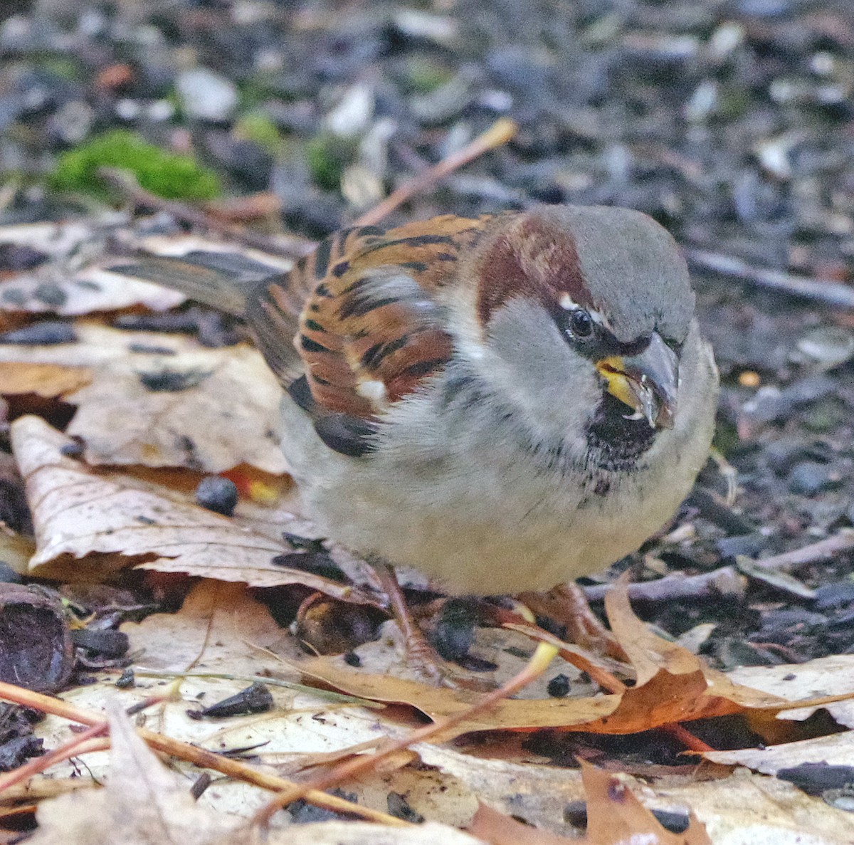 House Sparrow - ML645232194