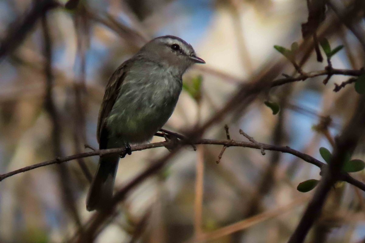 Tumbesian Tyrannulet - ML645232195
