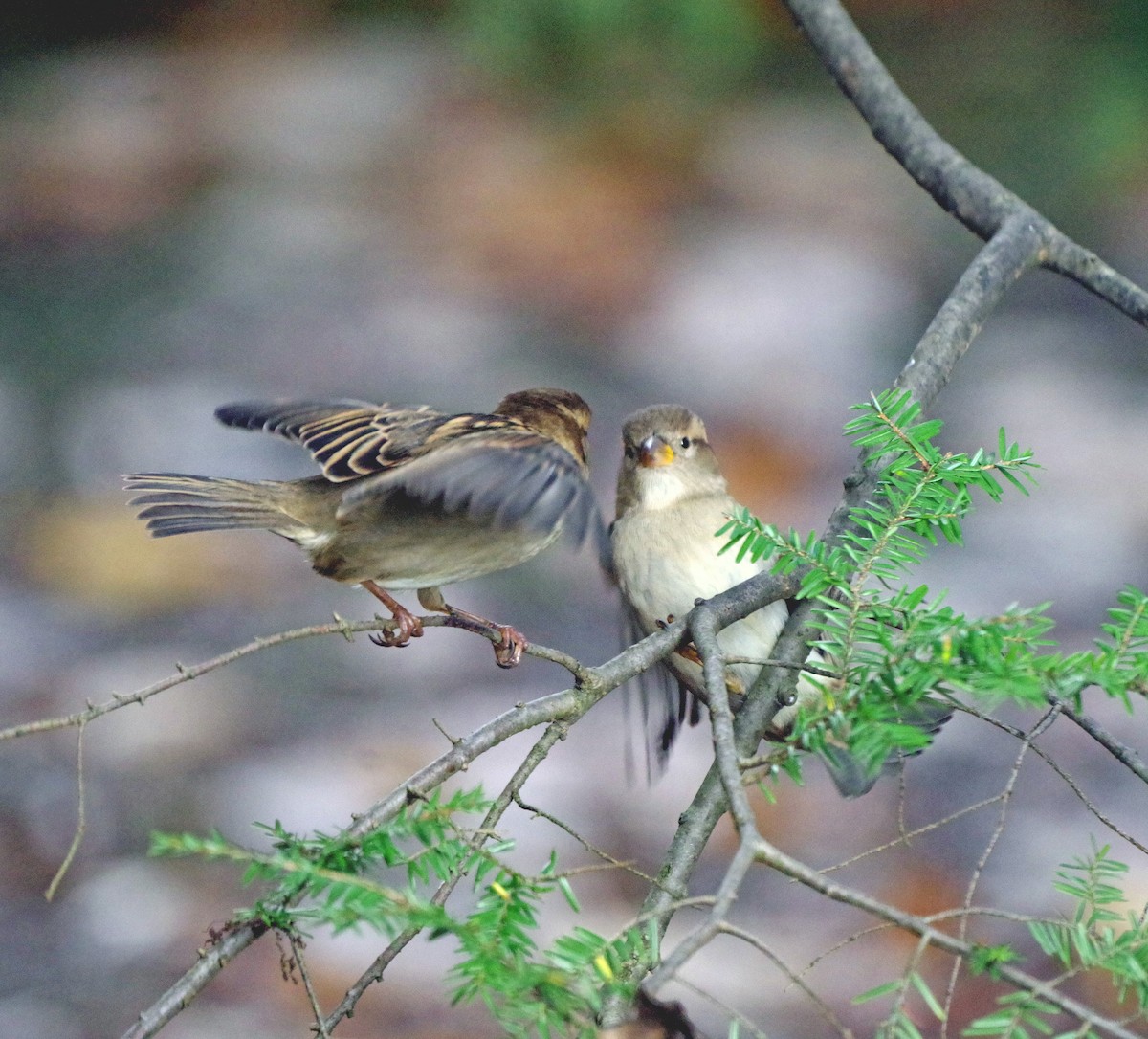House Sparrow - ML645232196