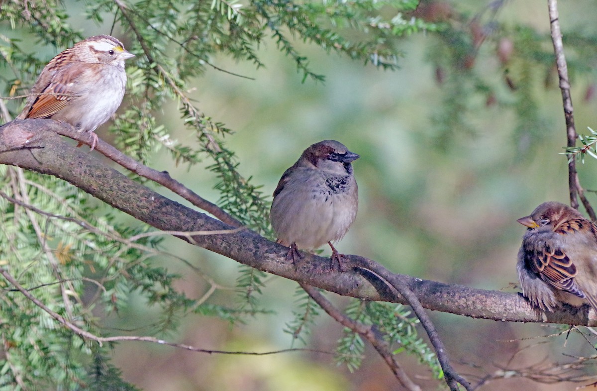 House Sparrow - ML645232197
