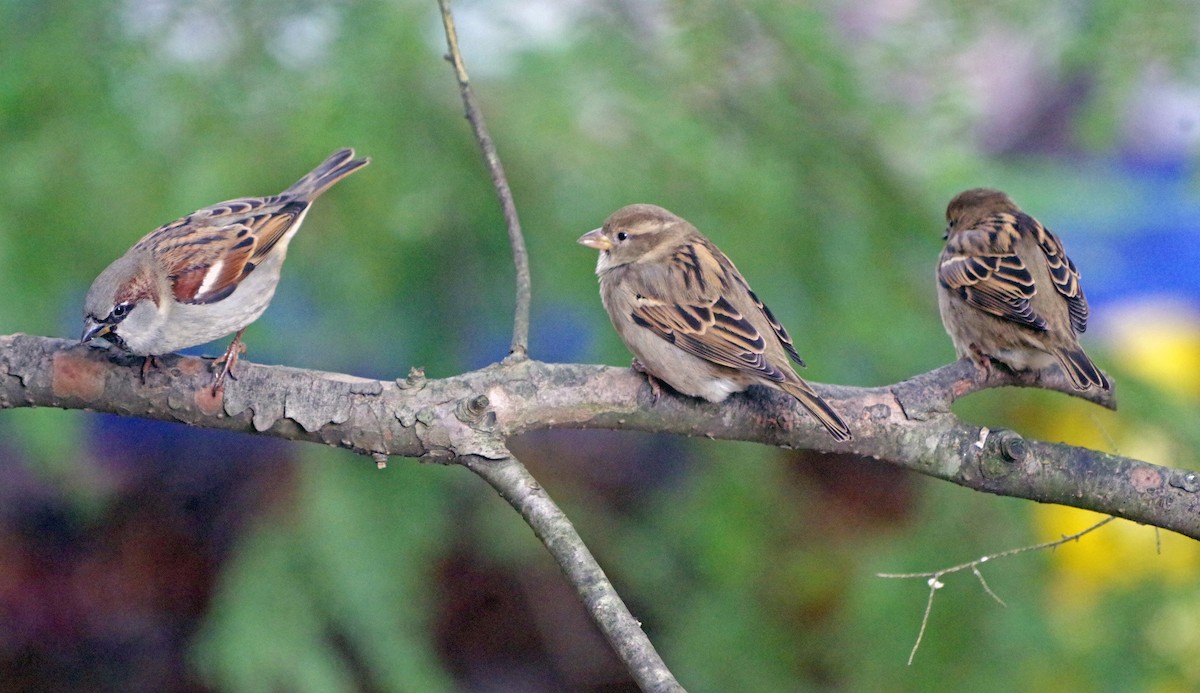 House Sparrow - ML645232198