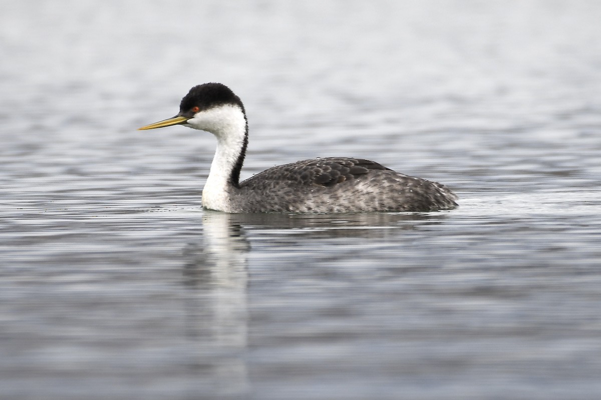 Western Grebe - ML645232213
