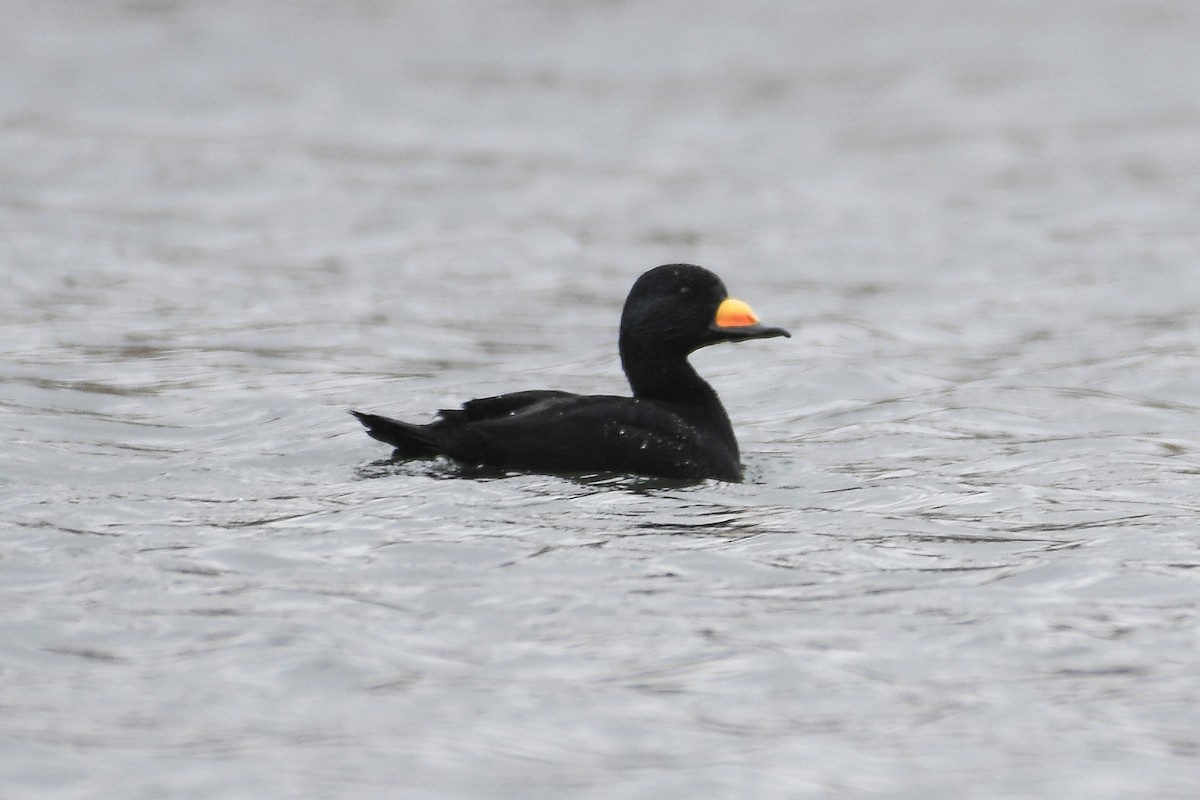 Black Scoter - ML645232222