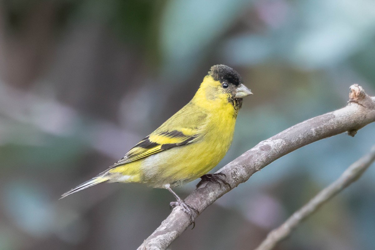 Black-chinned Siskin - ML645232238