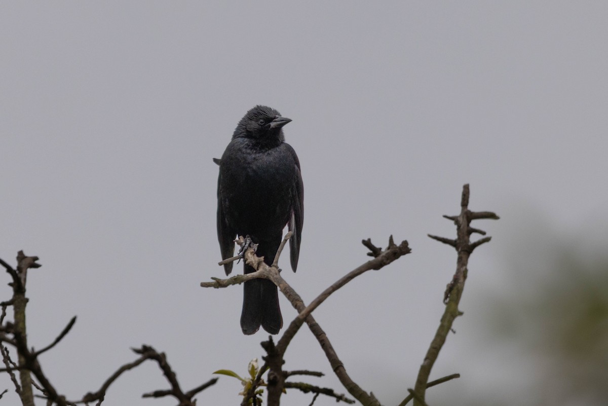 Austral Blackbird - ML645232243