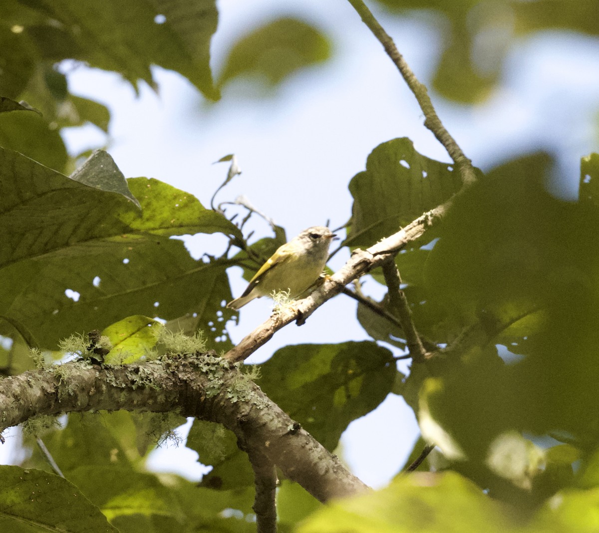 Buff-barred Warbler - ML645232262