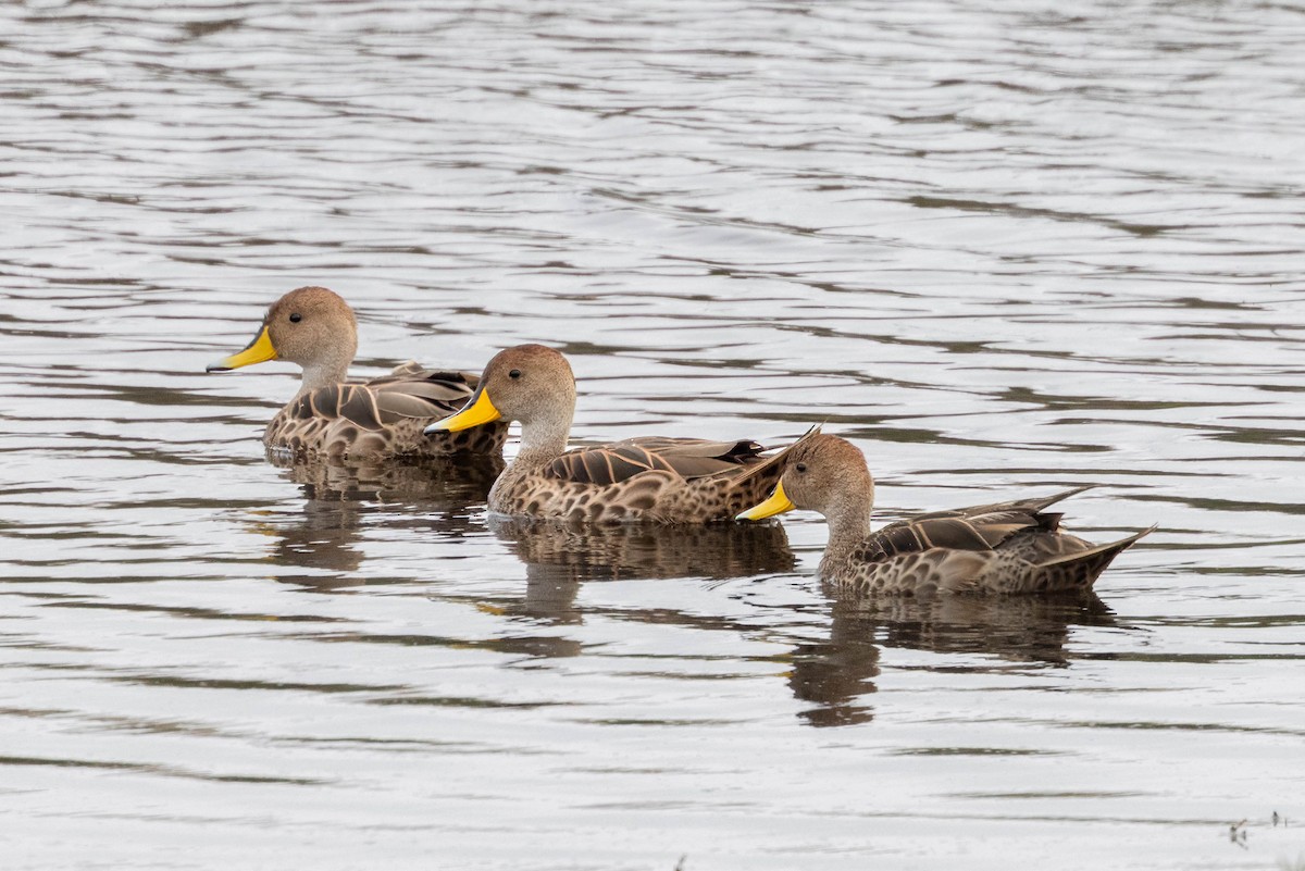 Yellow-billed Pintail - ML645232269
