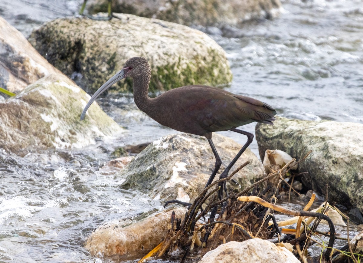 Beltzaran musuzuria - ML645232276