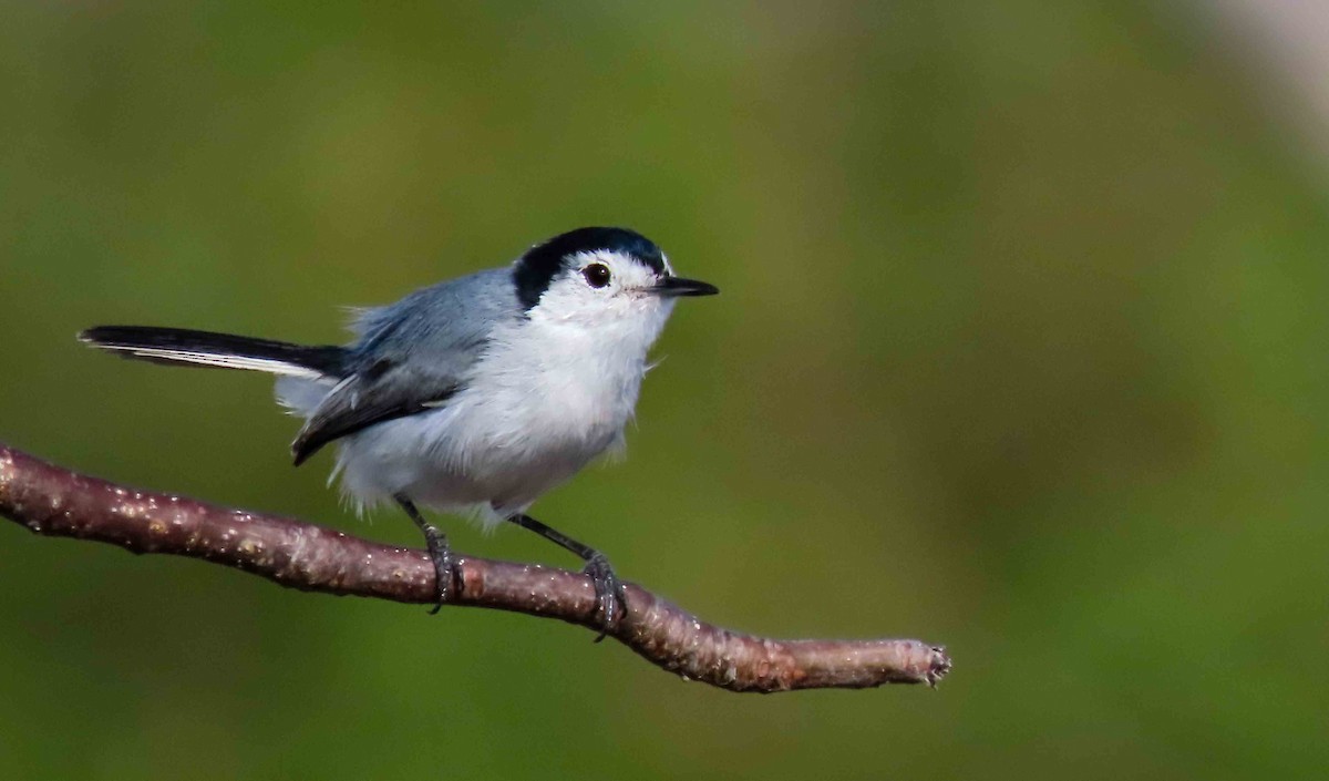 White-browed Gnatcatcher - ML645232292