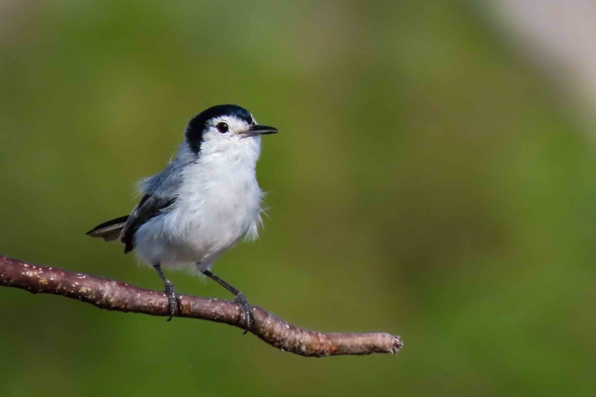 White-browed Gnatcatcher - ML645232293