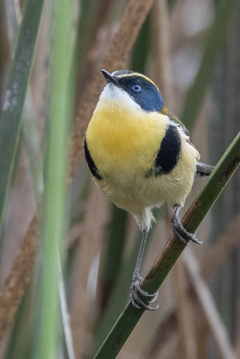 Many-colored Rush Tyrant - ML645232317