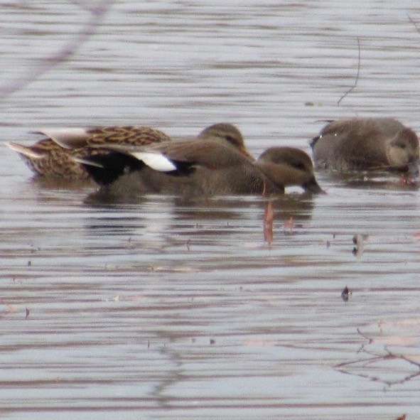 Серая утка - ML645232337