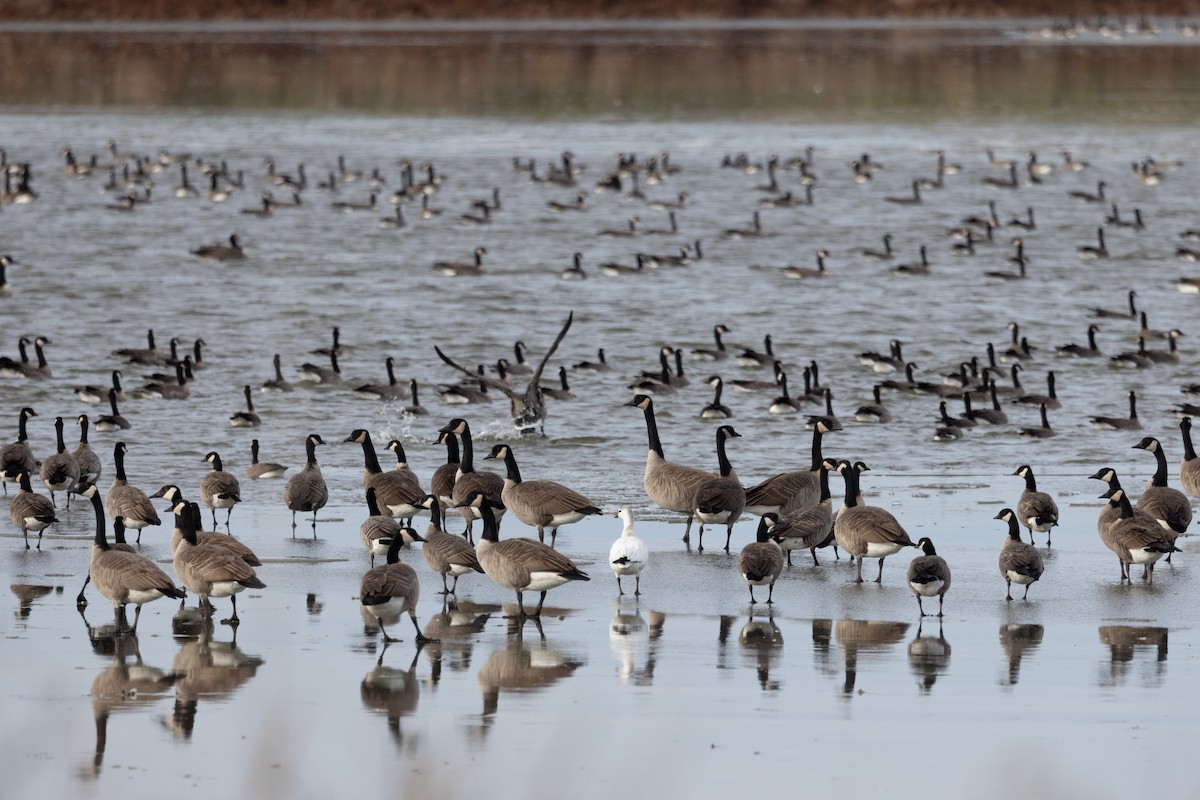 berneška malá - ML645232340