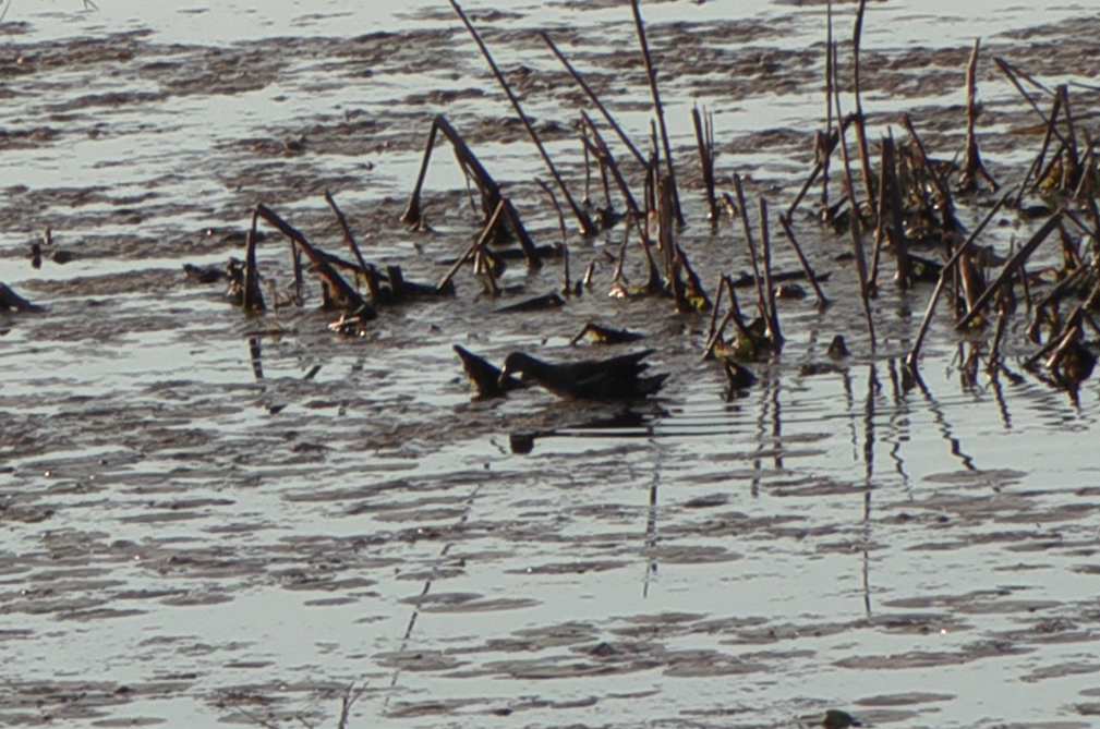 Малая султанка - ML645232346