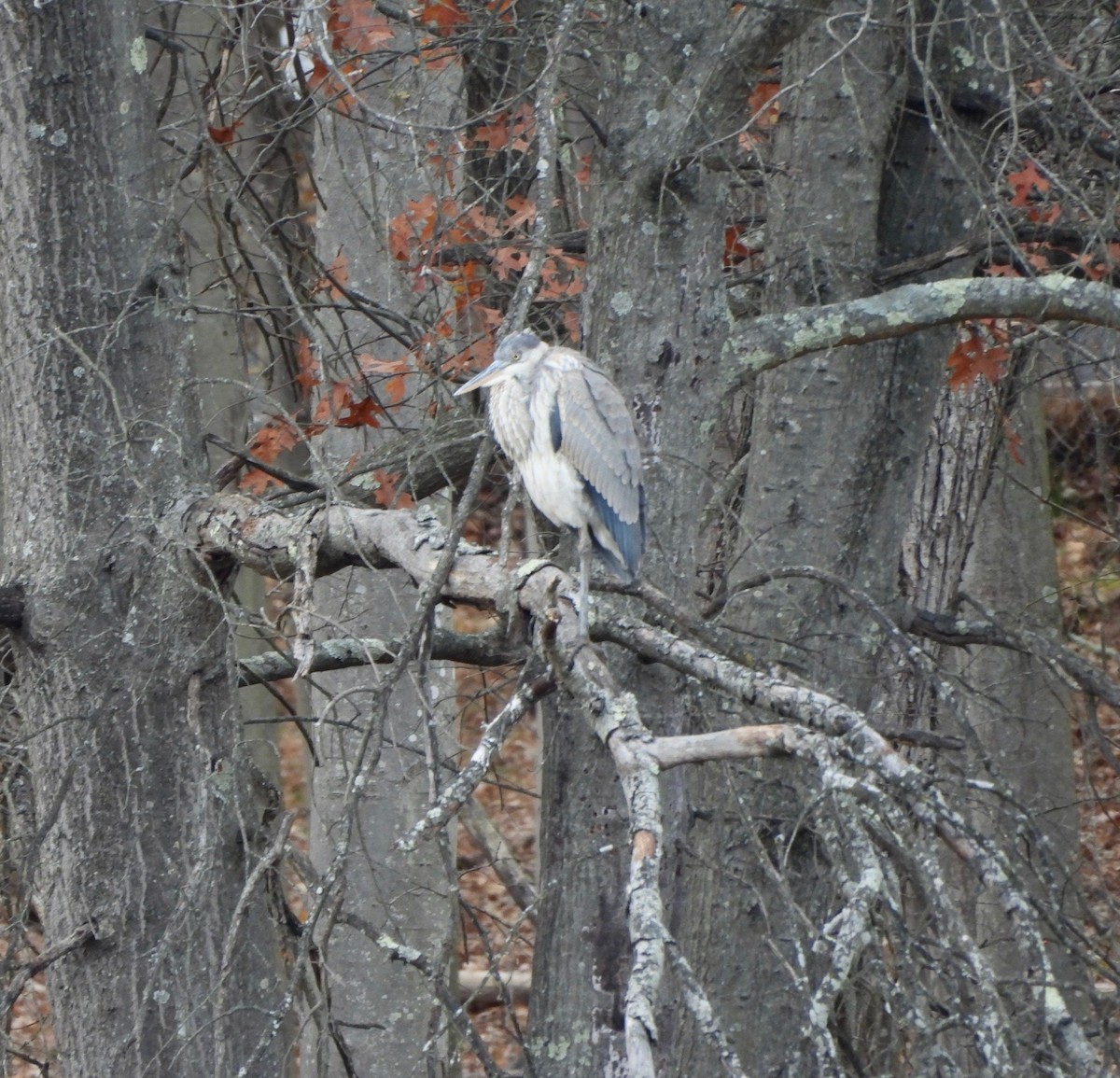אנפה אמריקנית - ML645232362
