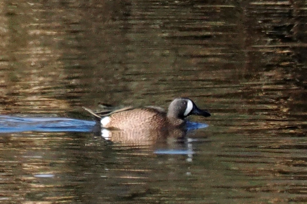 čírka modrokřídlá - ML645232371