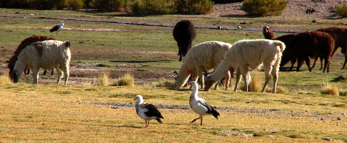 Andean Goose - ML645232380