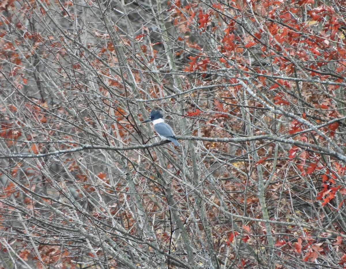 שלדג אמריקני - ML645232393
