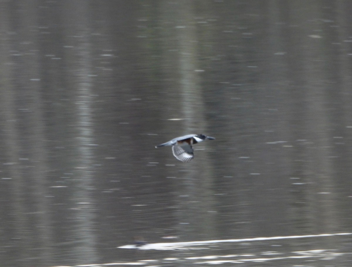 שלדג אמריקני - ML645232394