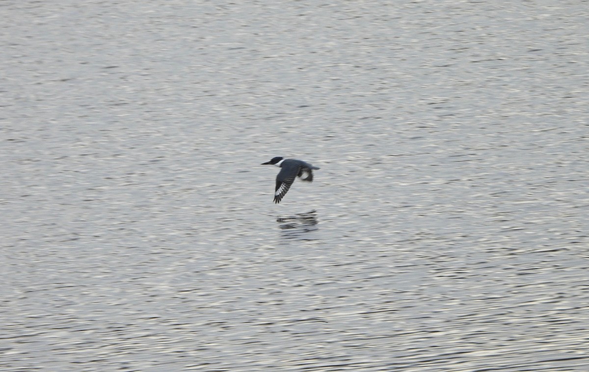 שלדג אמריקני - ML645232395