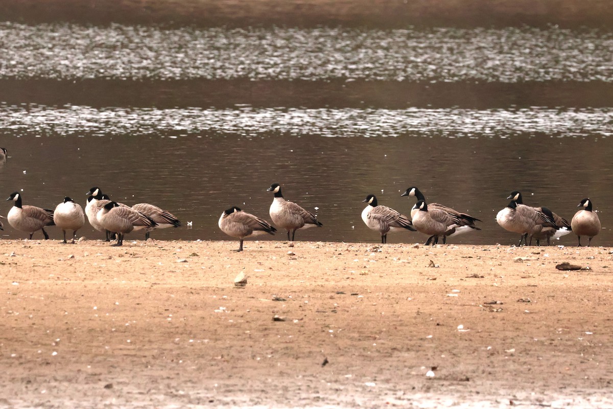 berneška malá - ML645232410