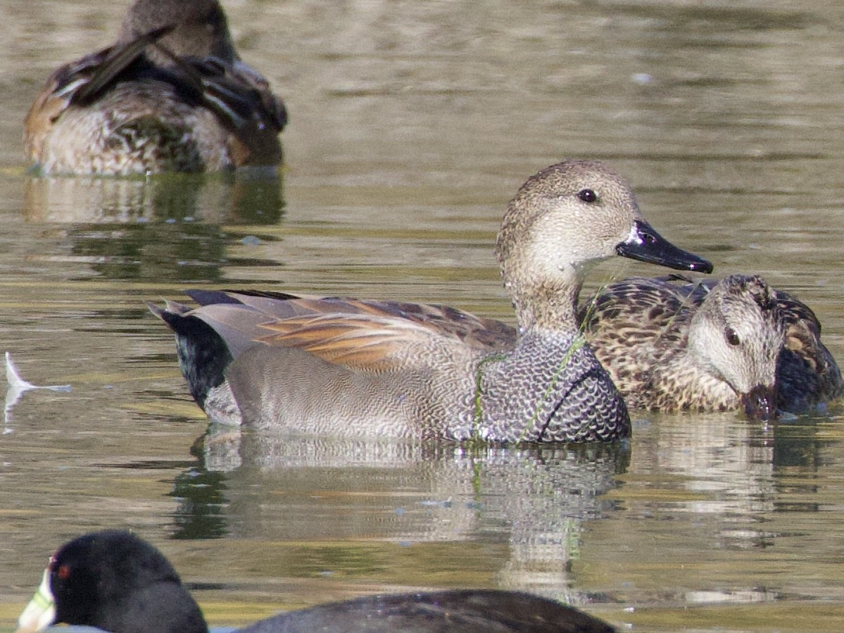 Серая утка - ML645232422