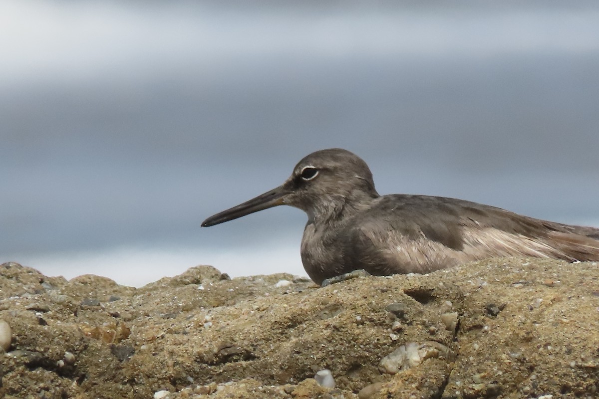 Wandering Tattler - ML645232423