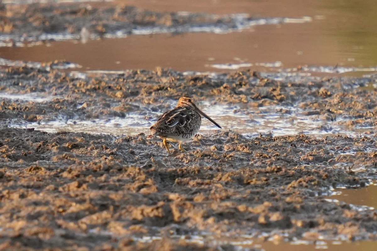 Wilson's Snipe - ML645232427