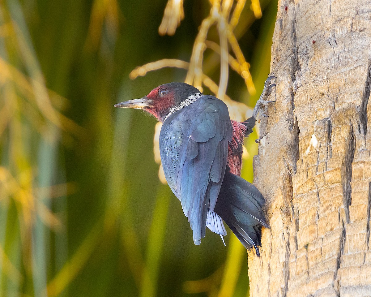 Blutgesichtspecht - ML645232428